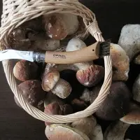 Нож грибника Opinel No 8, бук