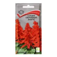 Семена цветов Сальвия сверкающая "Дварф ред", 0,1гр. Семена цветов Сальвия сверкающая "Дварф ред", 0,1гр.