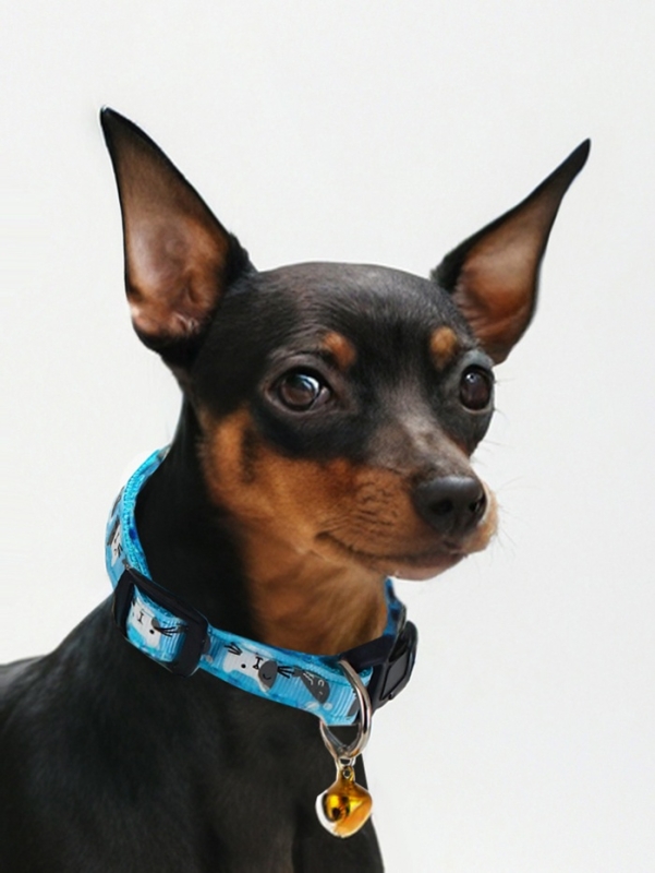 Ошейник Ошейник "Котята", 40 х 1,5 см, голубой