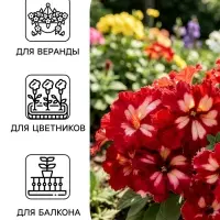 Семена цветов Петуния грандифлора &laquo;Кан кан бургунди&raquo; 10 шт.