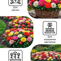 Семена цветов Георгина &laquo;Фараон&raquo;, смесь окрасок, 0.3 г, &laquo;Рецепты дедушки Никиты&raquo;