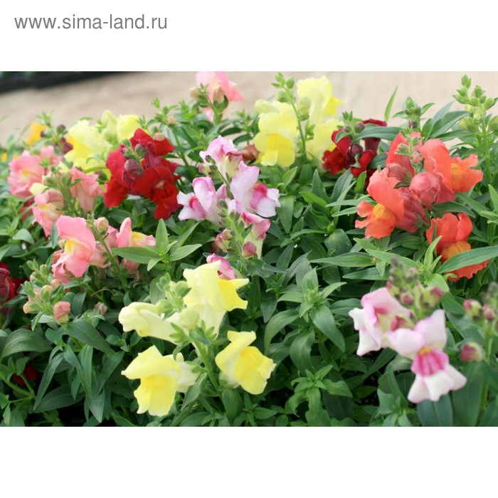 Семена цветов Антирринум Семена цветов Антирринум "Поиск" "Снэпшот", 1000 шт.