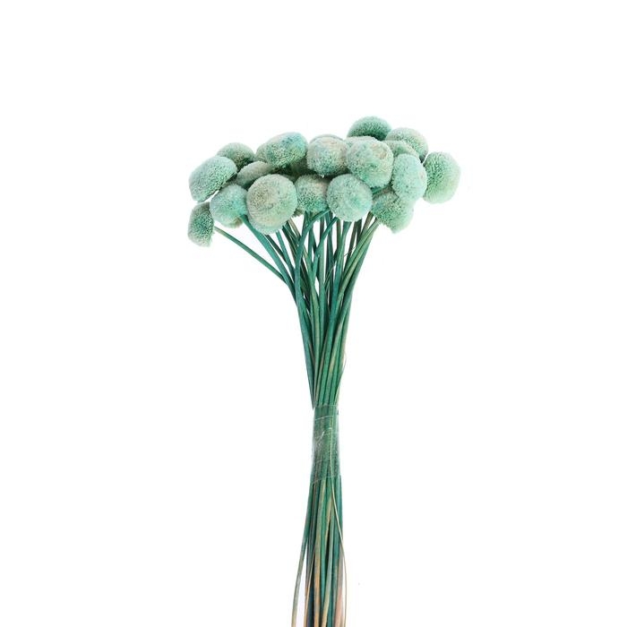 Сухоцвет «Батао» набор 20 шт., цвет голубой Сухоцвет «Батао» набор 20 шт., цвет голубой