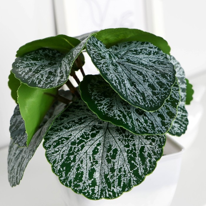 Бонсай в горшке Бонсай в горшке "Бегония" 7х13 см