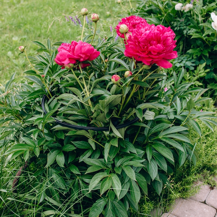 Кустодержатель, d = 38 см, h = 40 см, ножка d = 2 см, пластик, МИКС Кустодержатель, d = 38 см, h = 40 см, ножка d = 2 см, пластик, МИКС