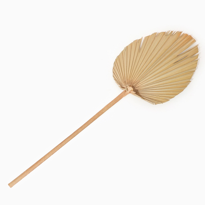 Сухие цветы «Лист пальмовый», 52 × 14 × 2 см Сухие цветы «Лист пальмовый», 52 × 14 × 2 см