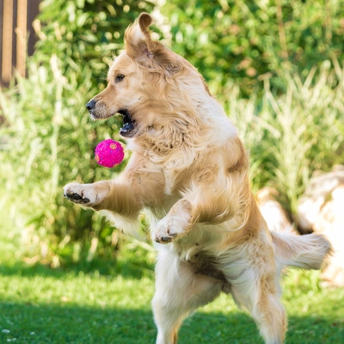 Квакающий мяч для собак, жёсткий, 7,5 см, розовый Квакающий мяч для собак, жёсткий, 7,5 см, розовый