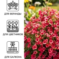 Семена цветов Петуния ампельная &laquo;Лавина Розовая F1&raquo;, 0.01 г, &laquo;УРОЖАЙ УДАЧИ&raquo;