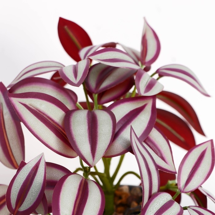 Бонсай в горшке Бонсай в горшке "Традесканция галант" 7,5х17 см