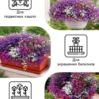 Семена цветов Лобелия &laquo;Каскад&raquo;, ампельная, смесь 0.01 г, &laquo;Рецепты дедушки Никиты&raquo;