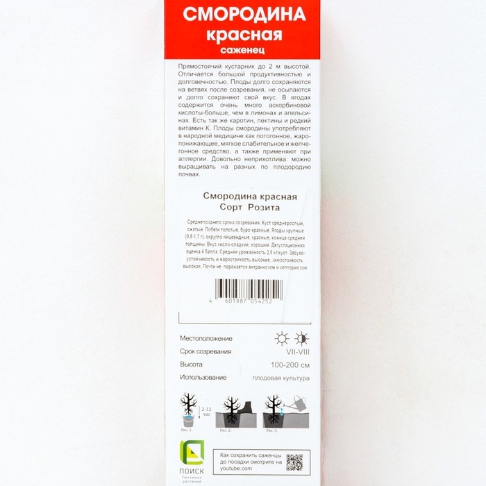 Смородина красная традиционные сорта Смородина красная традиционные сорта "Розита" 1 шт, туба, Весна 2024