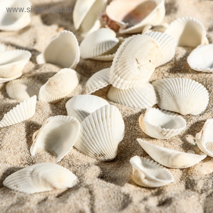 Набор ракушек, 2 - 3,5 см, 100 г Набор ракушек, 2 - 3,5 см, 100 г