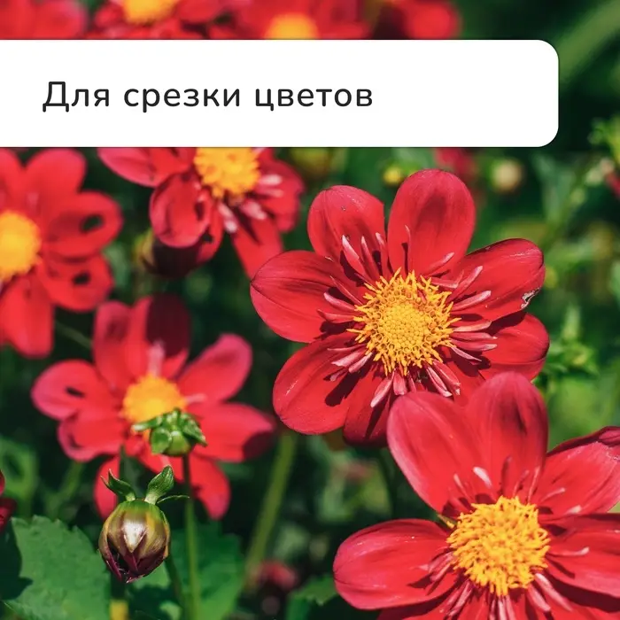 Секатор плоскостной, 9" (23 см), с пластиковыми ручками, МИКС