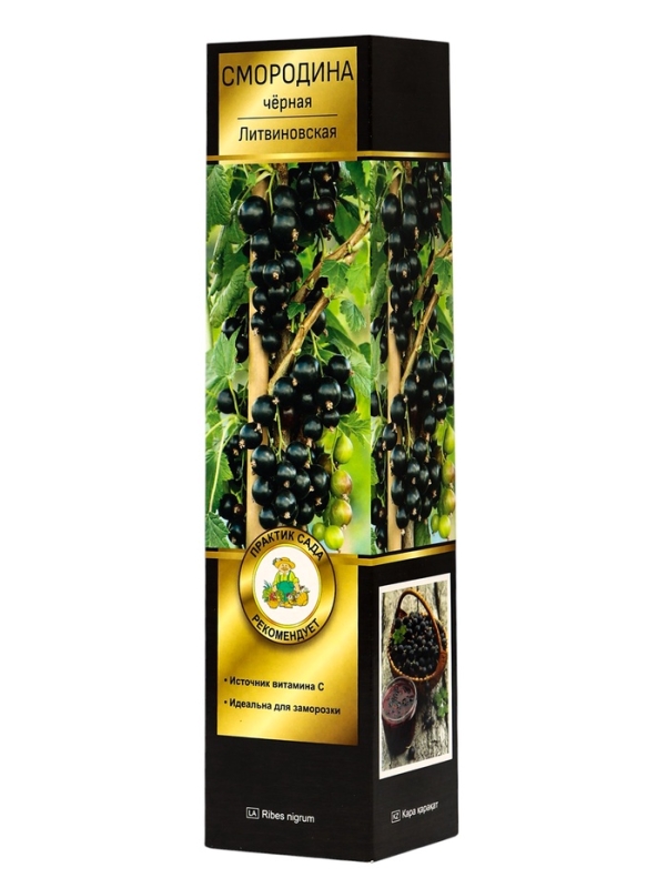 Смородина черная перспективные сорта Смородина черная перспективные сорта "Литвиновская", 1 шт, туба, Весна 2025