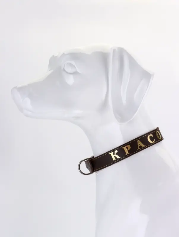 Ошейник &laquo;Красотка&raquo;, 60&times;2.5 см, однослойный, тиснение фольгой, кожа, цвет МИКС