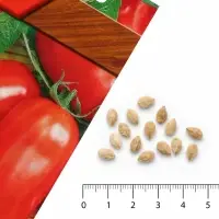 Семена Томат Блюз на Блюде 10шт.  12.29 г.