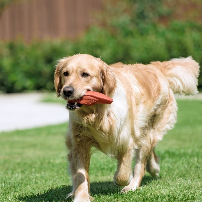 Игрушка пищащая Игрушка пищащая "Туфля" для собак, 17 см, коричневая