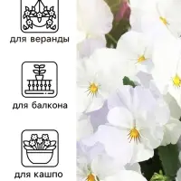 Семена Виола "Белый бархат", ц/п,  F1, 5 шт.