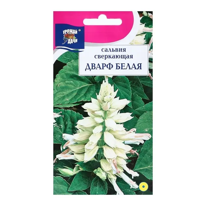 Семена цветов Сальвия  Семена цветов Сальвия "Дварф", Белая, 0,03г