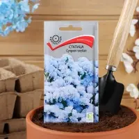 Набор семян Статица "Суприм голубая", 5 шт. Набор семян Статица "Суприм голубая", 5 шт.