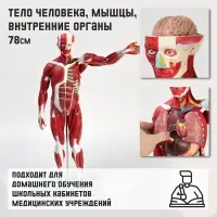 Анатомическая модель &laquo;Тело человека, мышцы, внутренние органы&raquo;, 78 см