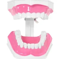 Набор для опытов &laquo;Анатомия&raquo;, челюсть человека