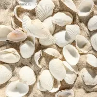 Набор ракушек, 2 - 3.5 см, 100 г