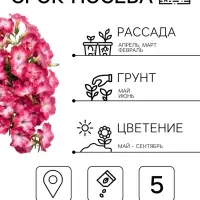 Семена цветов Петуния &laquo;Нуволари&raquo; F1, дасти морн, полуампельная, 5 шт.