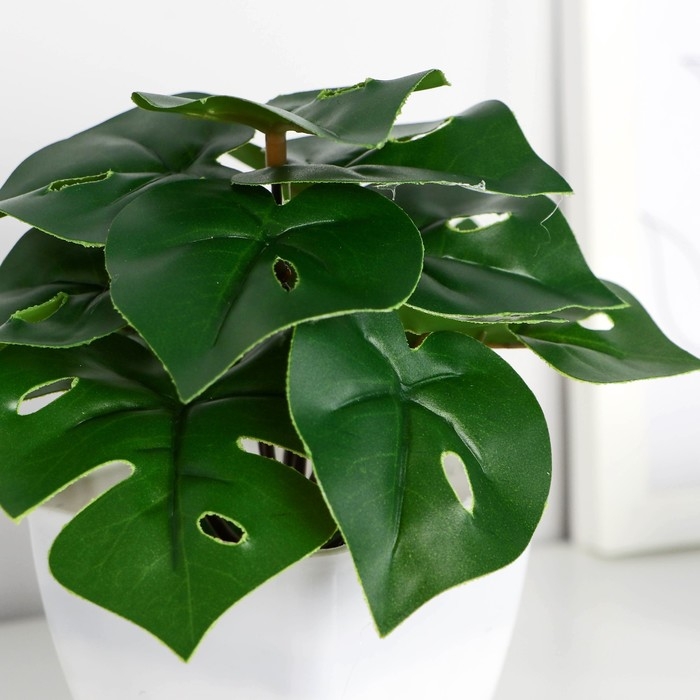 Бонсай в горшке Бонсай в горшке "Монстера крупнолистовая" 7х13 см