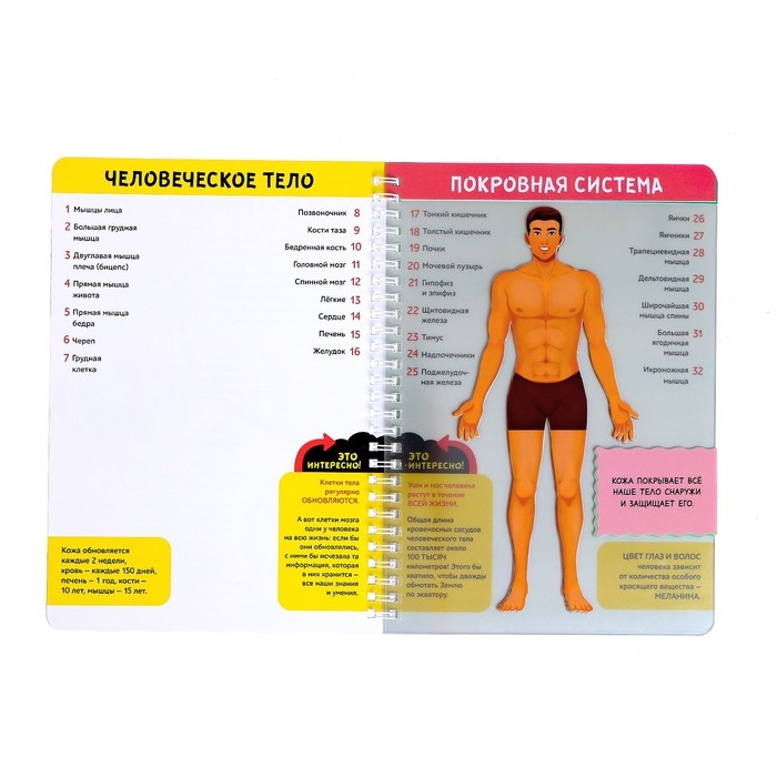 Книга с прозрачными страницами «Моё тело», 32 стр. Книга с прозрачными страницами «Моё тело», 32 стр.