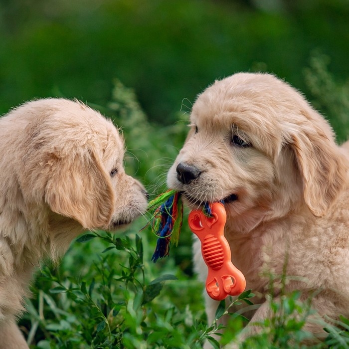 Игрушка жевательная с канатом Игрушка жевательная с канатом "Косточка на привязи", 9,5 см, розовая