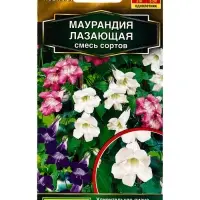 Семена цветов Маурандия лазающая, смесь сортов Золотая серия, Ц/П,5 шт. Семена цветов Маурандия лазающая, смесь сортов Золотая серия, Ц/П,5 шт.