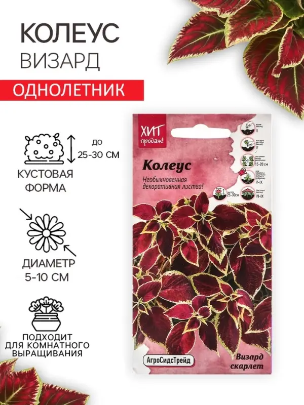 Семена Цветов Колеус "Визард", 10 шт