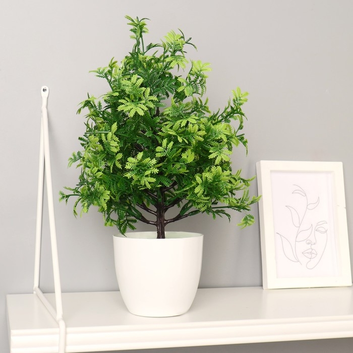 Бонсай в горшке Бонсай в горшке "Колючник" 9х35 см