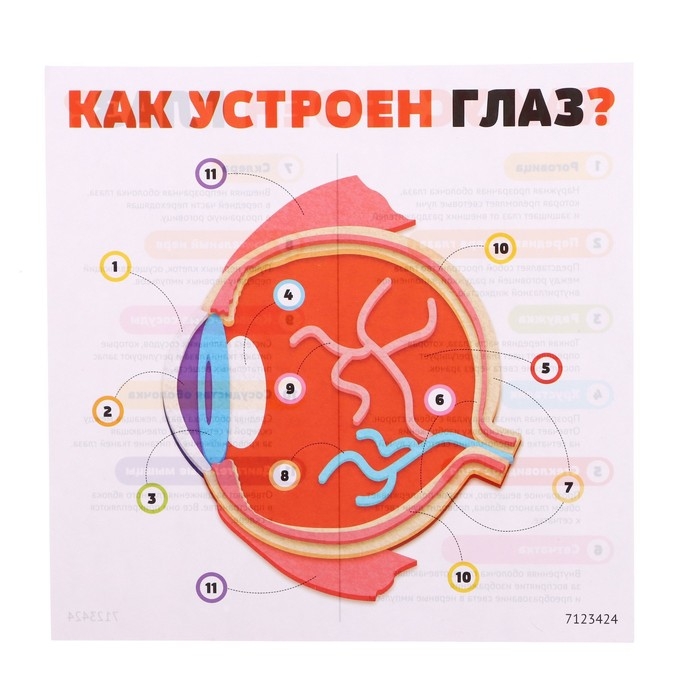 Набор для опытов «Моё тело», глаз Набор для опытов «Моё тело», глаз