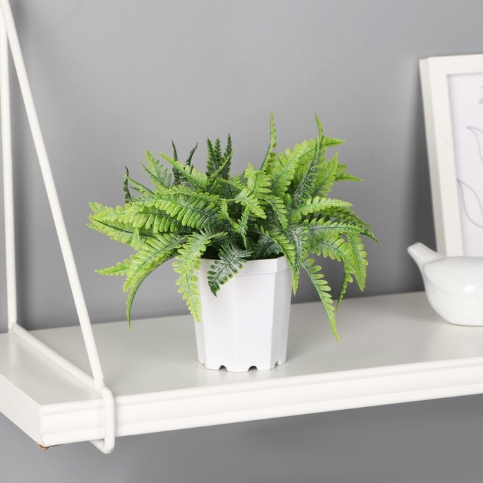 Бонсай в горшке Бонсай в горшке "Папоротник элегант" 7х13 см, зелёный