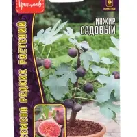 Семена цветов Инжир Садовый (Фиговое дерево) 30шт. / НОВИНКА  12.29 г.