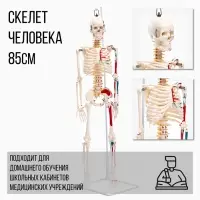 Анатомическая модель &laquo;Макет скелета взрослого человека&raquo;, 85 см