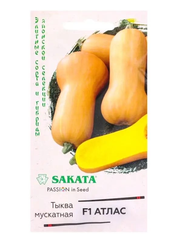 Семена Тыква Атлас F1, мускатная 5 шт.(Саката)