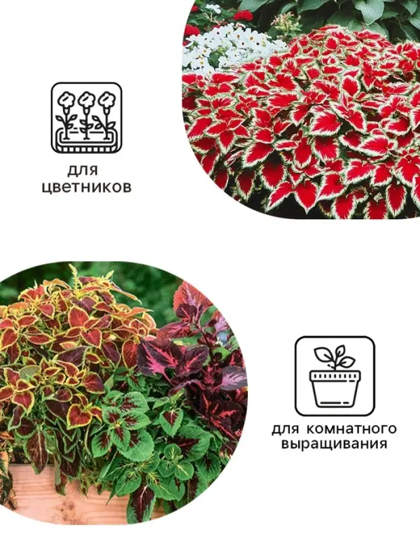 Семена цветов Колеус &laquo;Визард&raquo;, мозаика, &laquo;Семена Алтая&raquo;, цветной пакет, 5 шт.