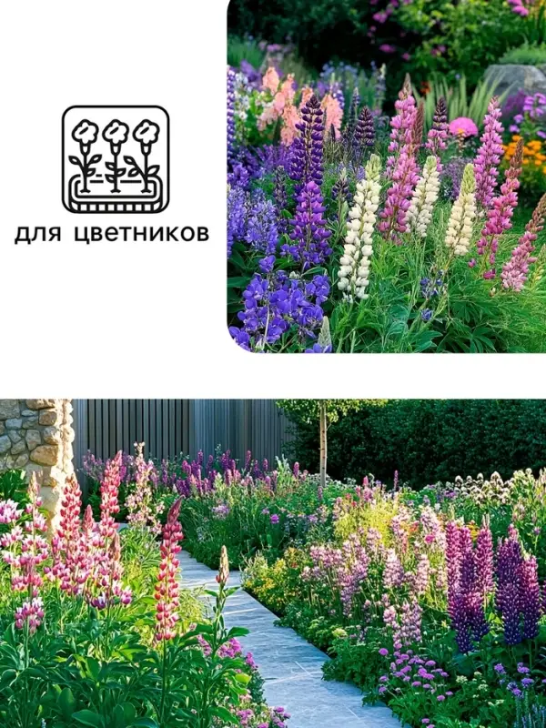 Семена цветов Люпин  Семена цветов Люпин "Смесь Рассела", 0,5 г