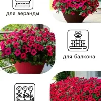 Семена цветов Петуния &laquo;Тайдал Вейв Ред Велюр&raquo;, 5 шт., &laquo;Агросидстрейд&raquo;
