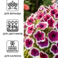 Семена цветов Петуния &laquo;Хулахуп&raquo; бургунди, F1, 7 шт., Sakata, &laquo;АЭЛИТА&raquo;