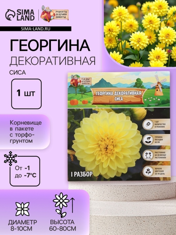 Георгина Декоративная «Сиса», клубелуковица в упаковке, р-р I, 1 шт.