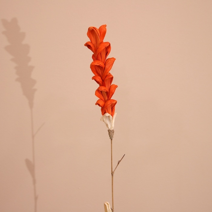 Сухоцвет на бамбуковом стебле 150 см коралловый Сухоцвет на бамбуковом стебле 150 см коралловый
