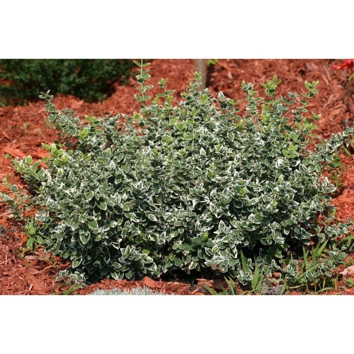 Бересклет Форчуна Эмералд Гайети, С2 горшок, Н10-50 высота, 1 шт, Осень 2024 Бересклет Форчуна Эмералд Гайети, С2 горшок, Н10-50 высота, 1 шт, Осень 2024