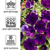 Семена цветов Петуния &laquo;Ламбада синяя&raquo;, многоцветковая, F1, 7 шт., HemGenetics, &laquo;АЭЛИТА&raquo;