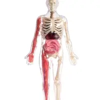 Набор для опытов по анатомии &laquo;Строение тела&raquo;, светится в темноте, с мягкими органами