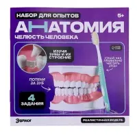 Набор для опытов &laquo;Анатомия&raquo;, челюсть человека