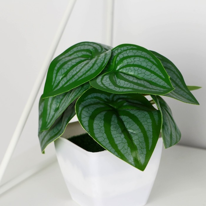 Бонсай в горшке Бонсай в горшке "Пеперомия" 7х13 см